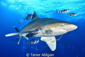 Oceanic White Tip from Brother Islands by Taner Atilgan 